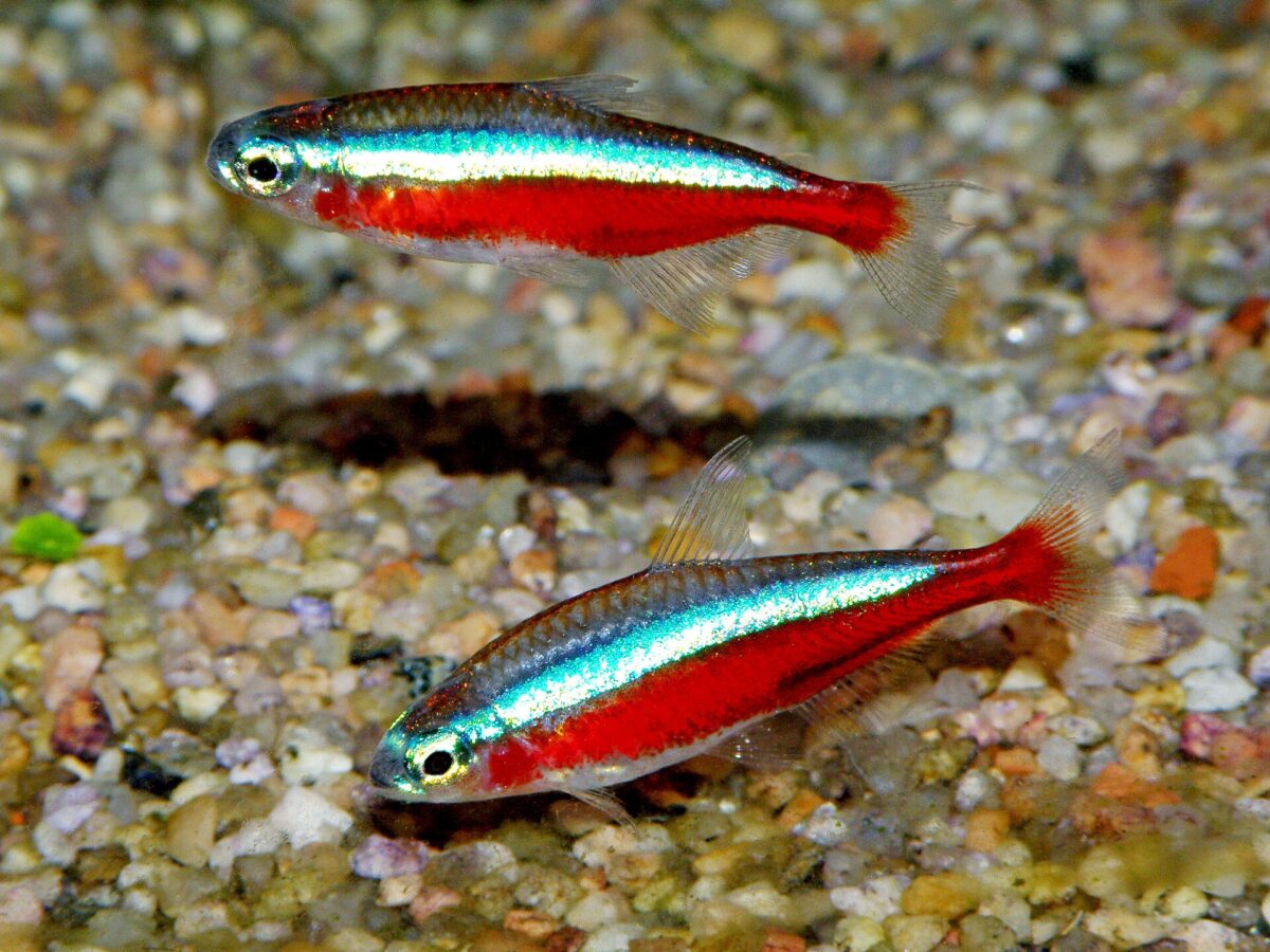 Kardinal Tetra (Paracheirodon axelrodi)