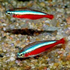 Kardinal Tetra (Paracheirodon axelrodi)