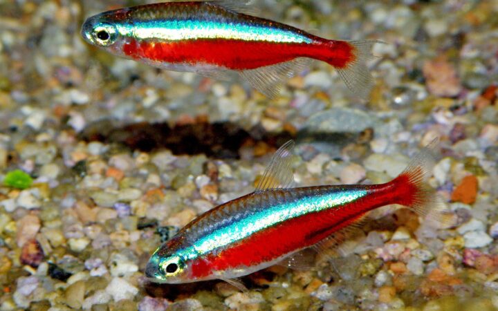 Kardinal Tetra (Paracheirodon axelrodi)