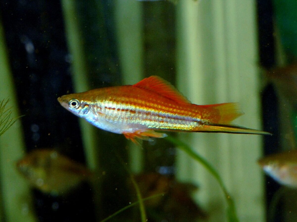 Kılıçkuyruk (Xiphophorus hellerii)