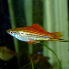 Kılıçkuyruk (Xiphophorus hellerii)