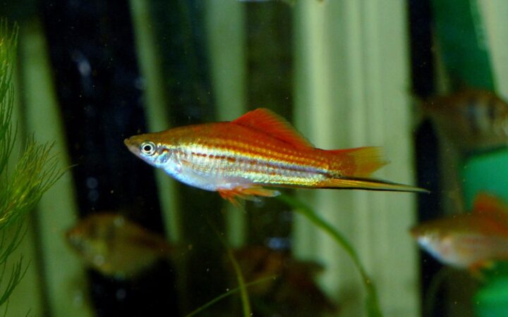 Kılıçkuyruk (Xiphophorus hellerii)