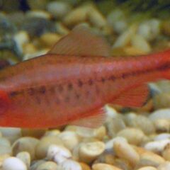 Kiraz Barb (Puntius titteya)