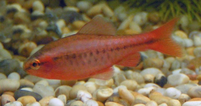 Kiraz Barb (Puntius titteya)