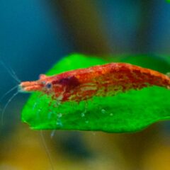 Kiraz Karides (Neocaridina davidi)