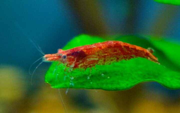 Kiraz Karides (Neocaridina davidi)
