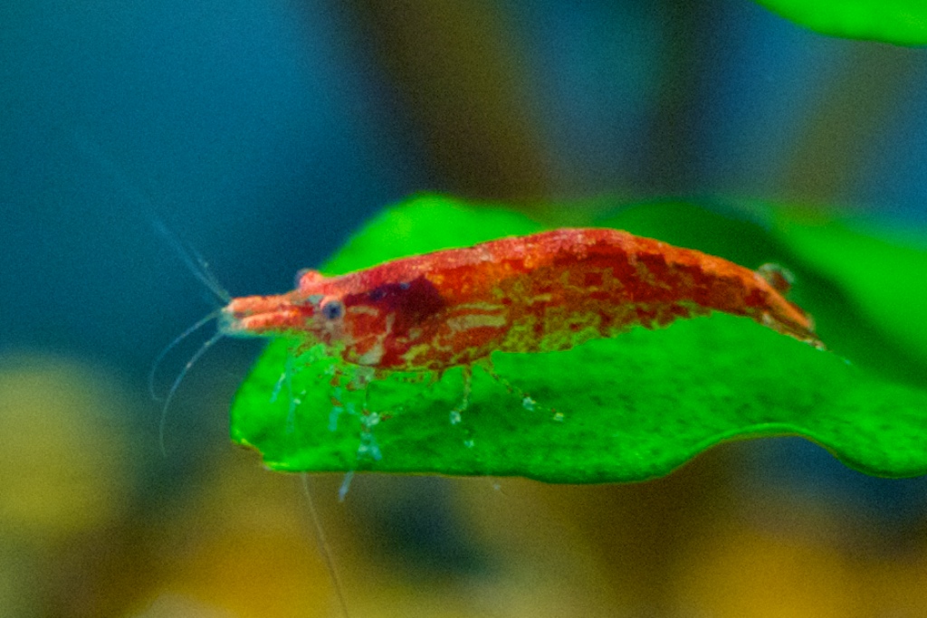 Kiraz Karides (Neocaridina davidi)