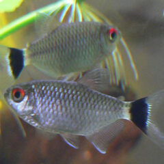 Kırmızı Göz Tetra (Moenkhausia sanctaefilomenae)