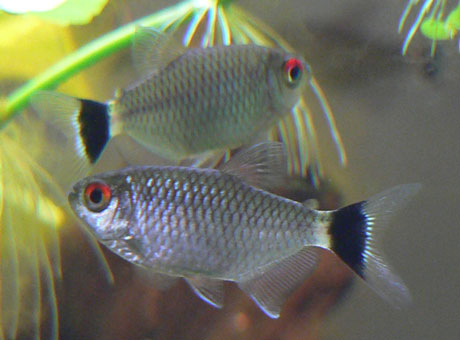 Kırmızı Göz Tetra (Moenkhausia sanctaefilomenae)