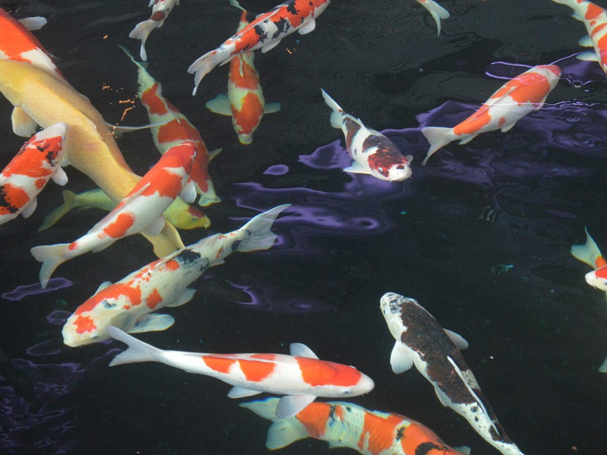 Koi (Cyprinus rubrofuscus)
