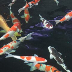 Koi (Cyprinus rubrofuscus)