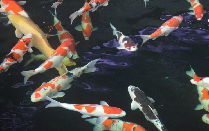 Koi (Cyprinus rubrofuscus)