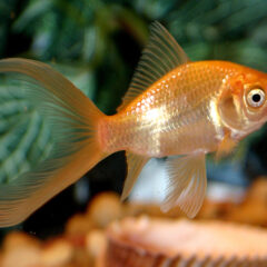 Komet (Carassius auratus (komet varyetesi))