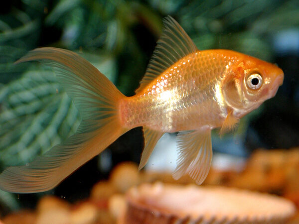 Komet (Carassius auratus (komet varyetesi))