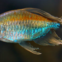 Kongo Tetra (Phenacogrammus interruptus)