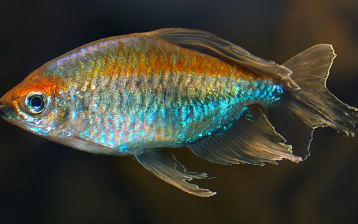 Kongo Tetra (Phenacogrammus interruptus)