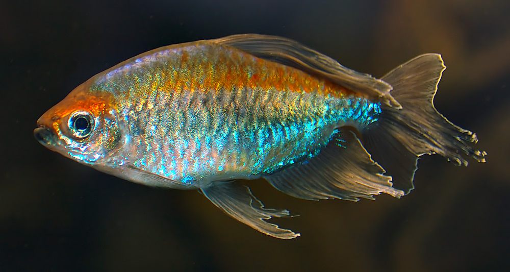 Kongo Tetra (Phenacogrammus interruptus)