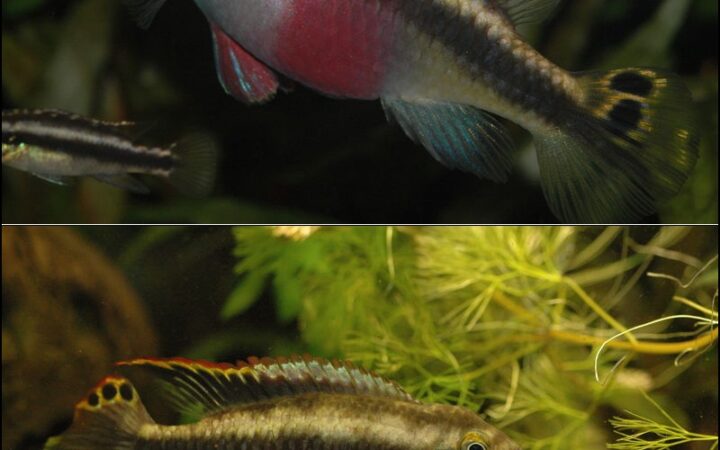 Kribensis (Pelvicachromis pulcher)