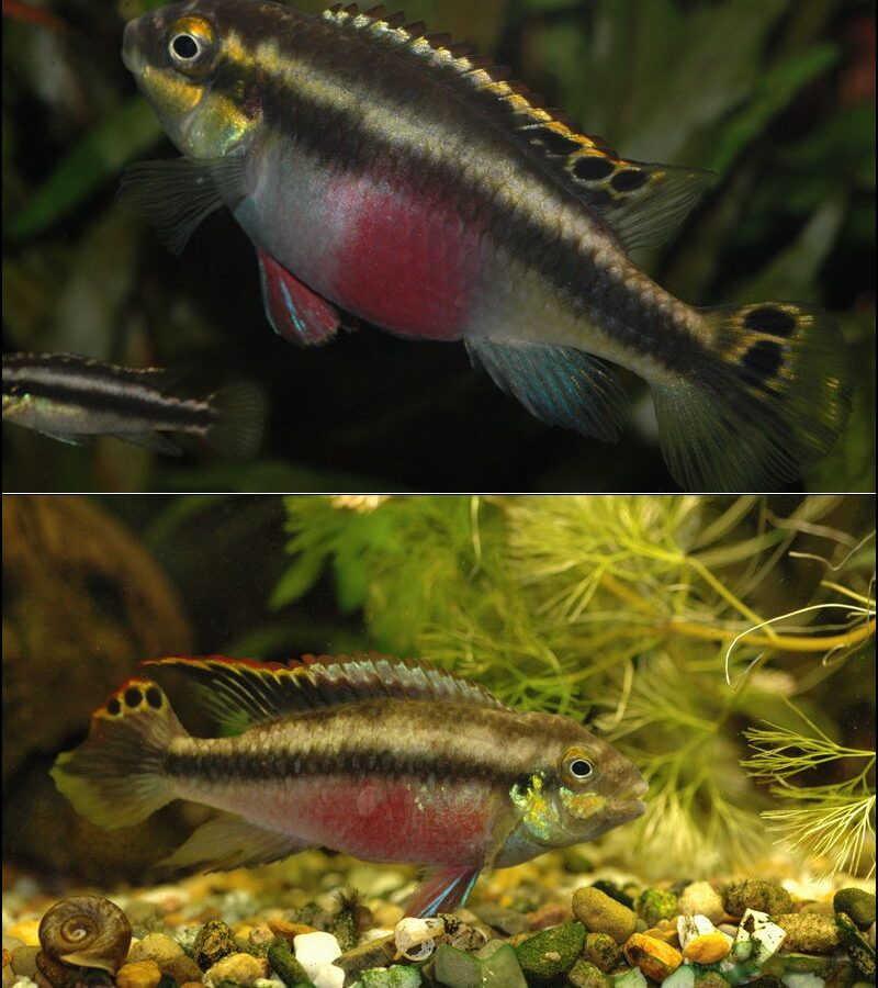 Kribensis (Pelvicachromis pulcher)