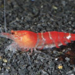 Kristal Karides (Caridina cantonensis)