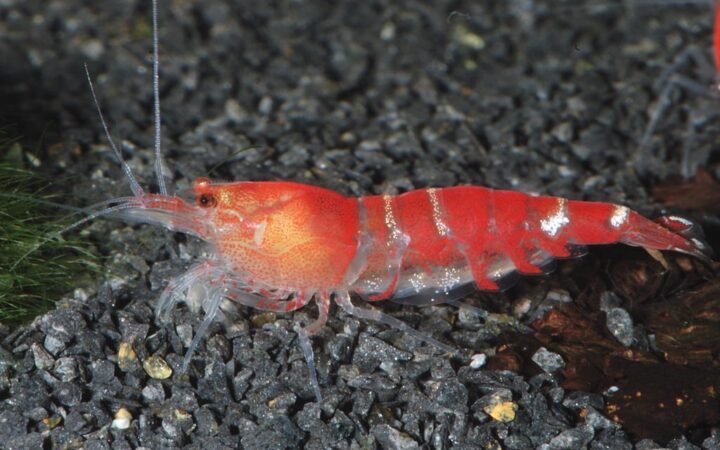 Kristal Karides (Caridina cantonensis)