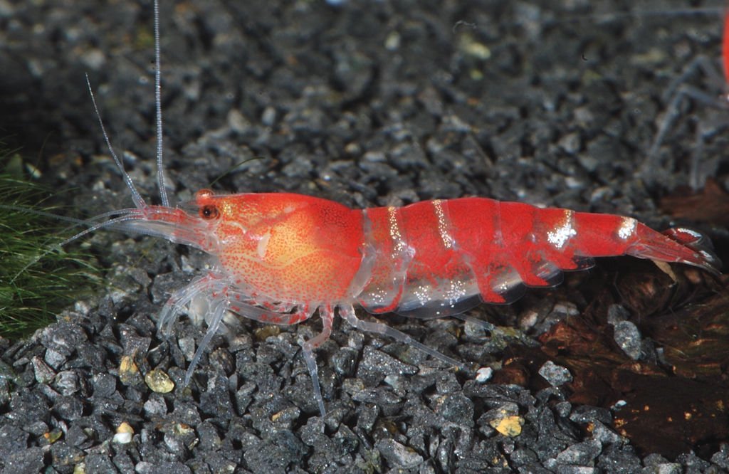 Kristal Karides (Caridina cantonensis)