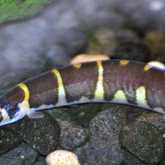 Kuhli Loach (Pangio kuhlii)
