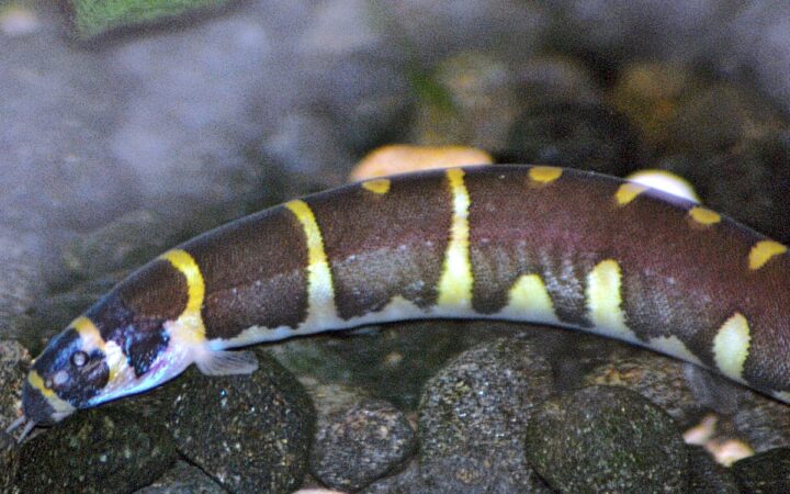Kuhli Loach (Pangio kuhlii)