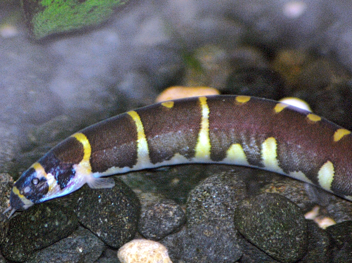 Kuhli Loach (Pangio kuhlii)