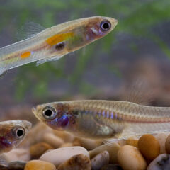 Lepistes (Poecilia reticulata)