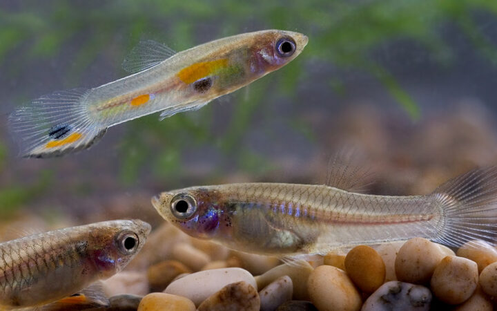 Lepistes (Poecilia reticulata)