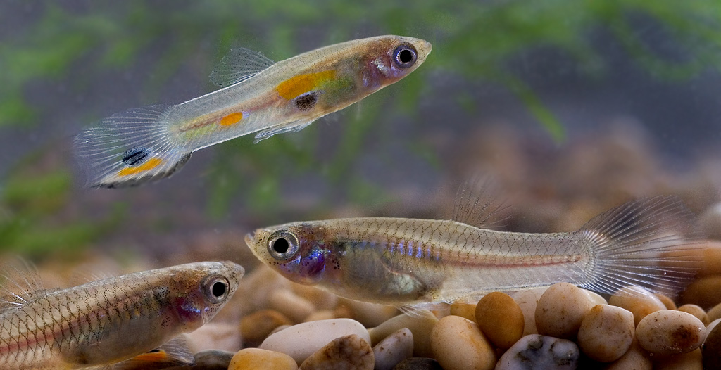 Lepistes (Poecilia reticulata)