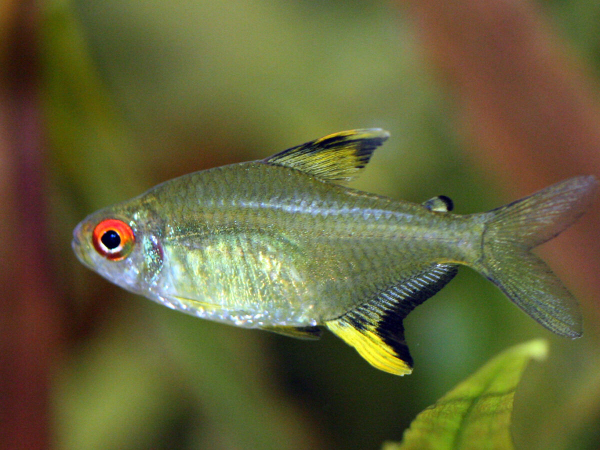 Limon Tetra (Hyphessobrycon pulchripinnis)