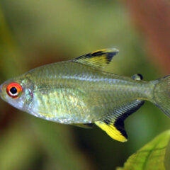 Limon Tetra (Hyphessobrycon pulchripinnis)