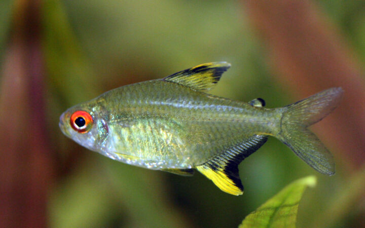 Limon Tetra (Hyphessobrycon pulchripinnis)