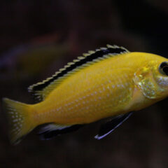 Malawi Çiklitleri (Mbuna) (Labidochromis caeruleus, Maylandia estherae (ve benzerleri))