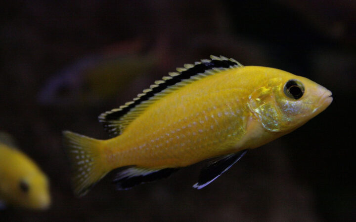 Malawi Çiklitleri (Mbuna) (Labidochromis caeruleus, Maylandia estherae (ve benzerleri))