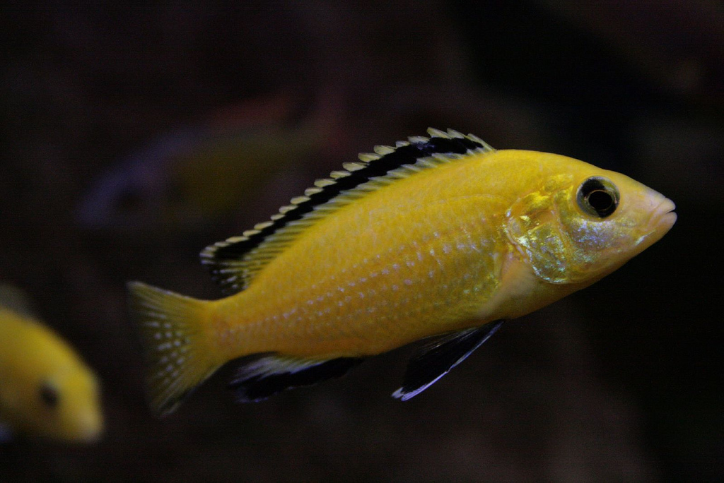 Malawi Çiklitleri (Mbuna) (Labidochromis caeruleus, Maylandia estherae (ve benzerleri))