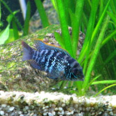 Mavi Akara (Andinoacara pulcher)