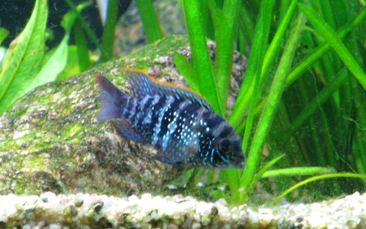 Mavi Akara (Andinoacara pulcher)