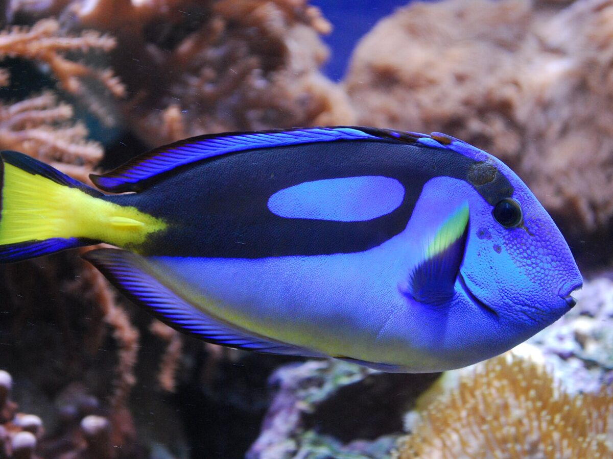 Mavi Cerrah Balığı (Paracanthurus hepatus)