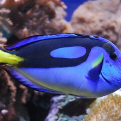 Mavi Cerrah Balığı (Paracanthurus hepatus)