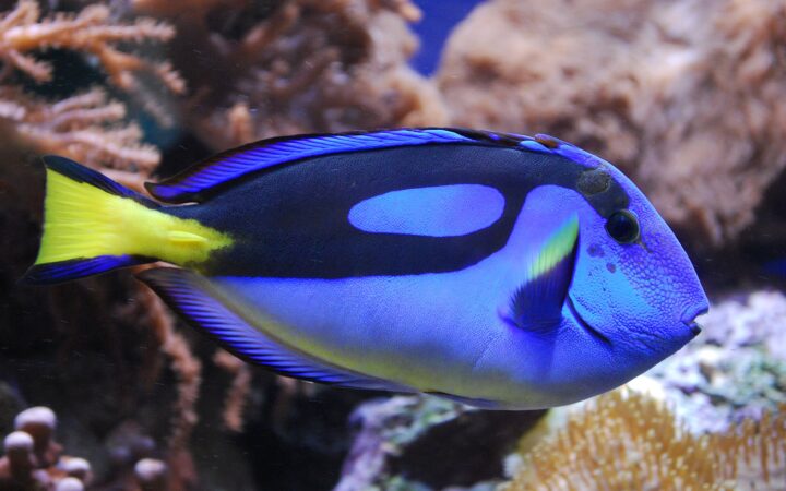 Mavi Cerrah Balığı (Paracanthurus hepatus)