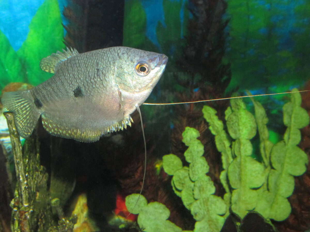 Mavi Gurami (Trichopodus trichopterus)
