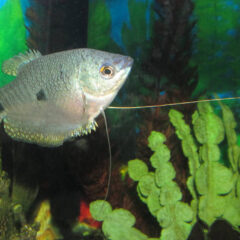 Mavi Gurami (Trichopodus trichopterus)
