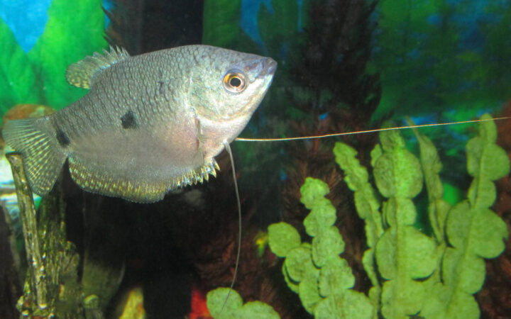Mavi Gurami (Trichopodus trichopterus)