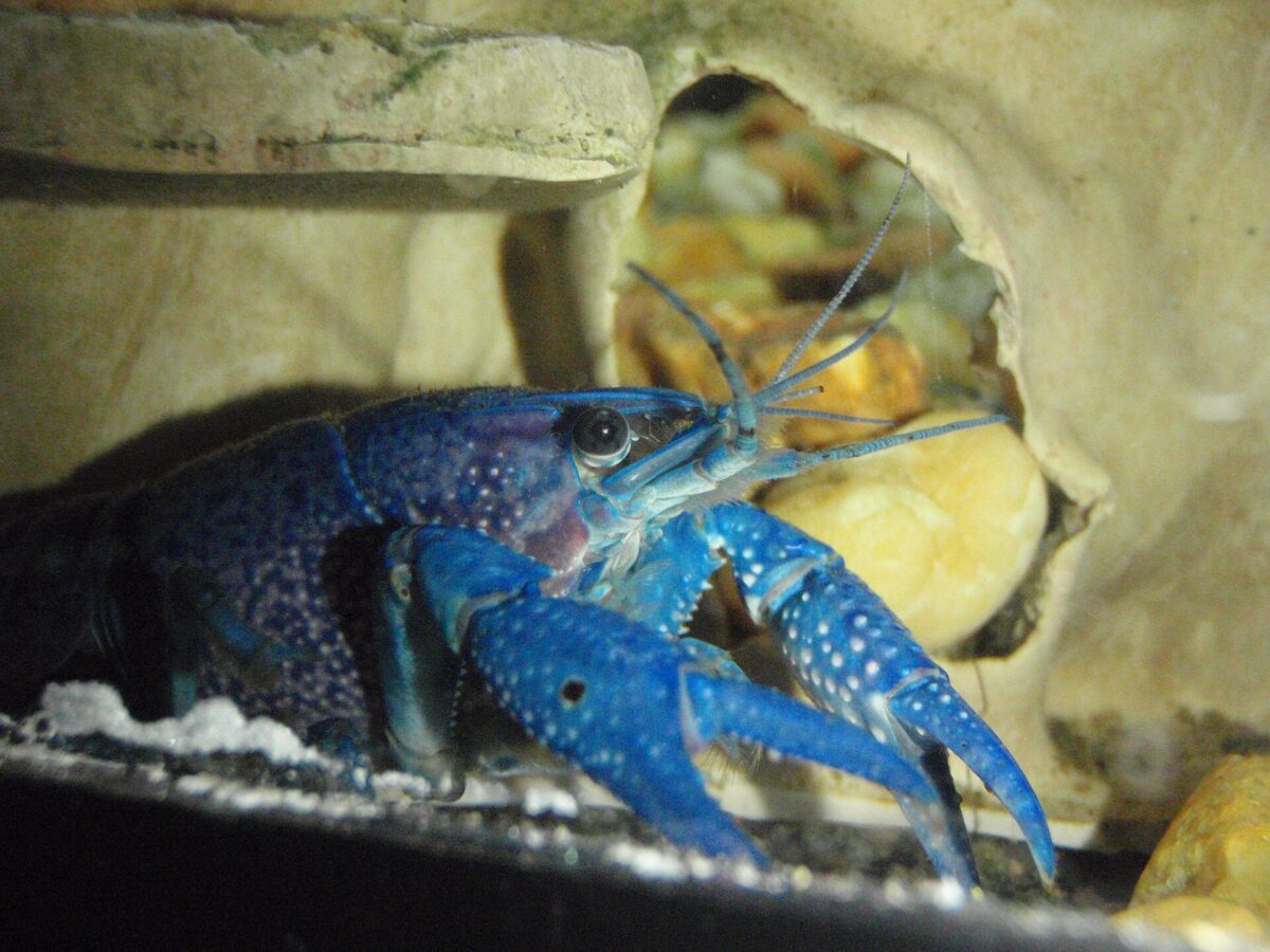 Mavi Kerevit (Procambarus alleni)