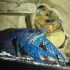 Mavi Kerevit (Procambarus alleni)