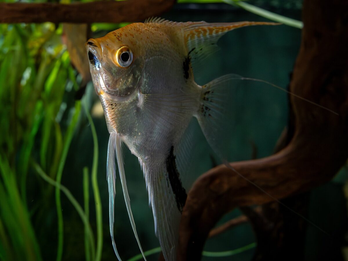 Melek Balığı (Pterophyllum scalare)