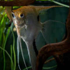 Melek Balığı (Pterophyllum scalare)